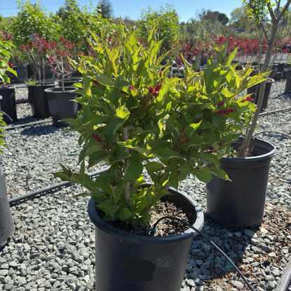 Red Prince Weigela Tree