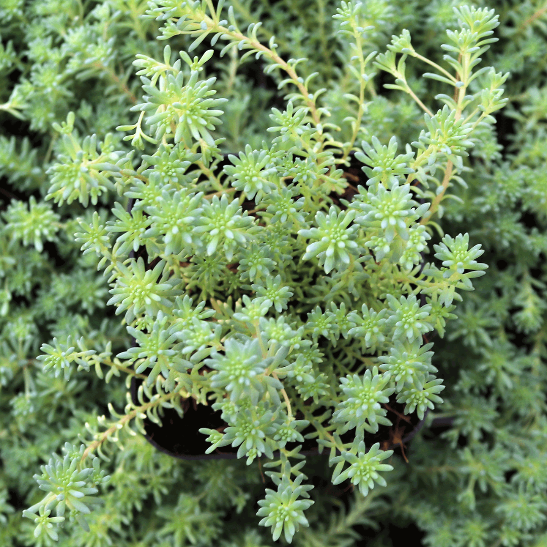 Sedum hispanicum var. &