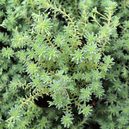 Sedum hispanicum var. &