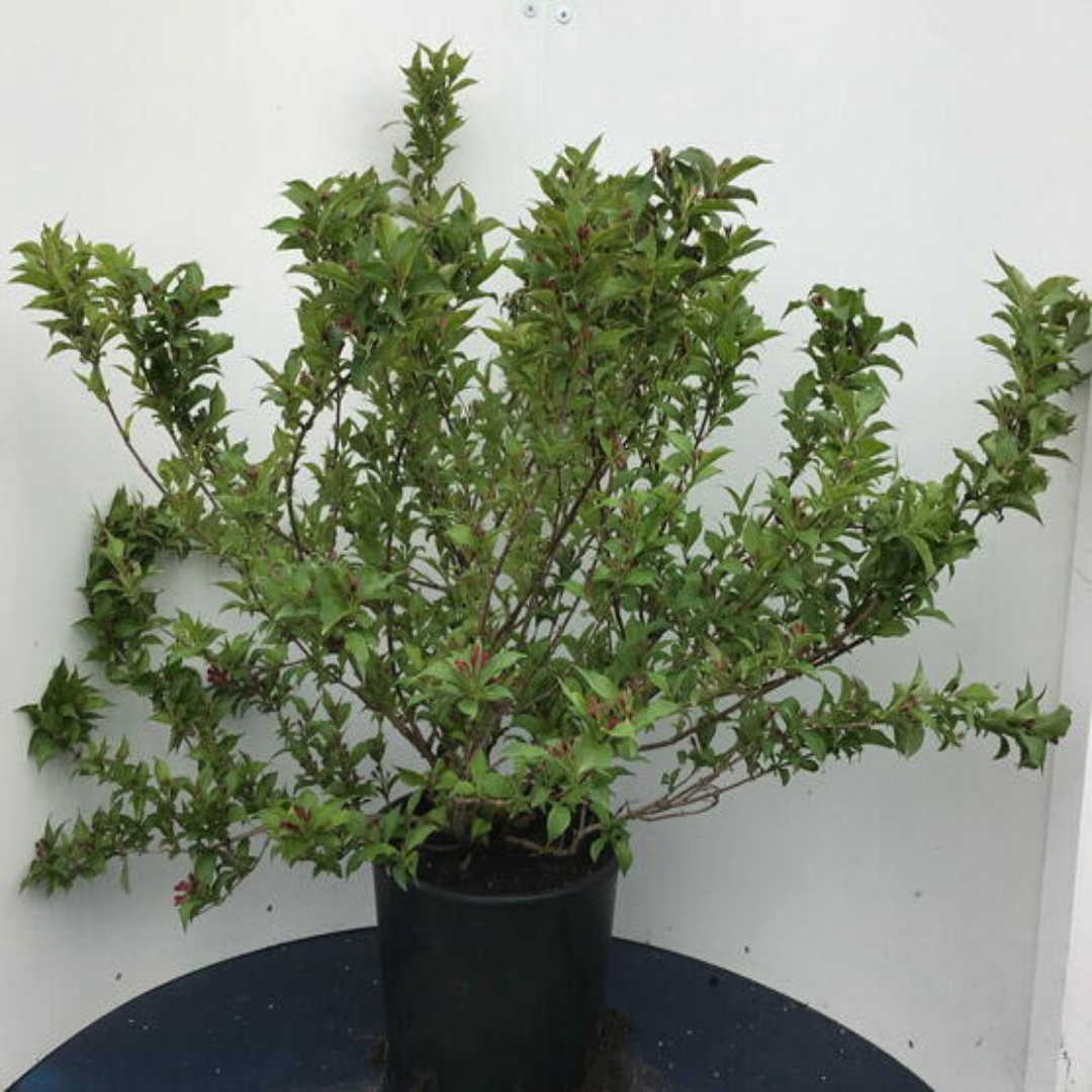 Red Prince Weigela Tree