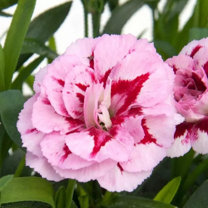 Dianthus Oscar® &