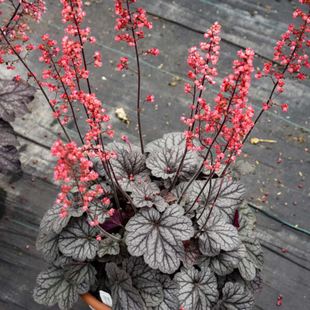 Heuchera &