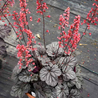 Heuchera &