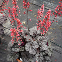 Heuchera 'Timeless Night' PPAF Coral Bells - [EG]