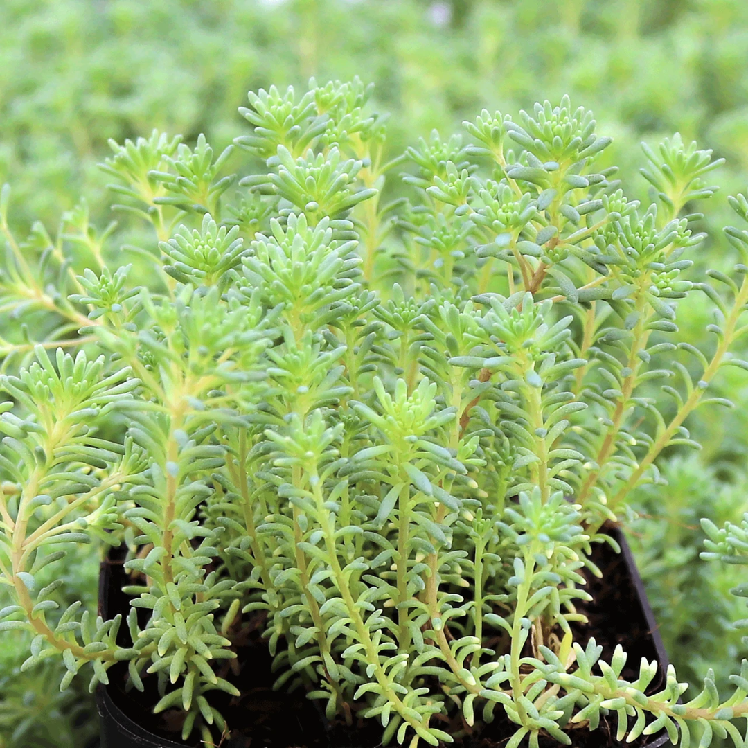 Sedum hispanicum var. &