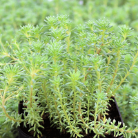 Sedum hispanicum var. 'Minus' Tiny Buttons Stonecrop - [EG]