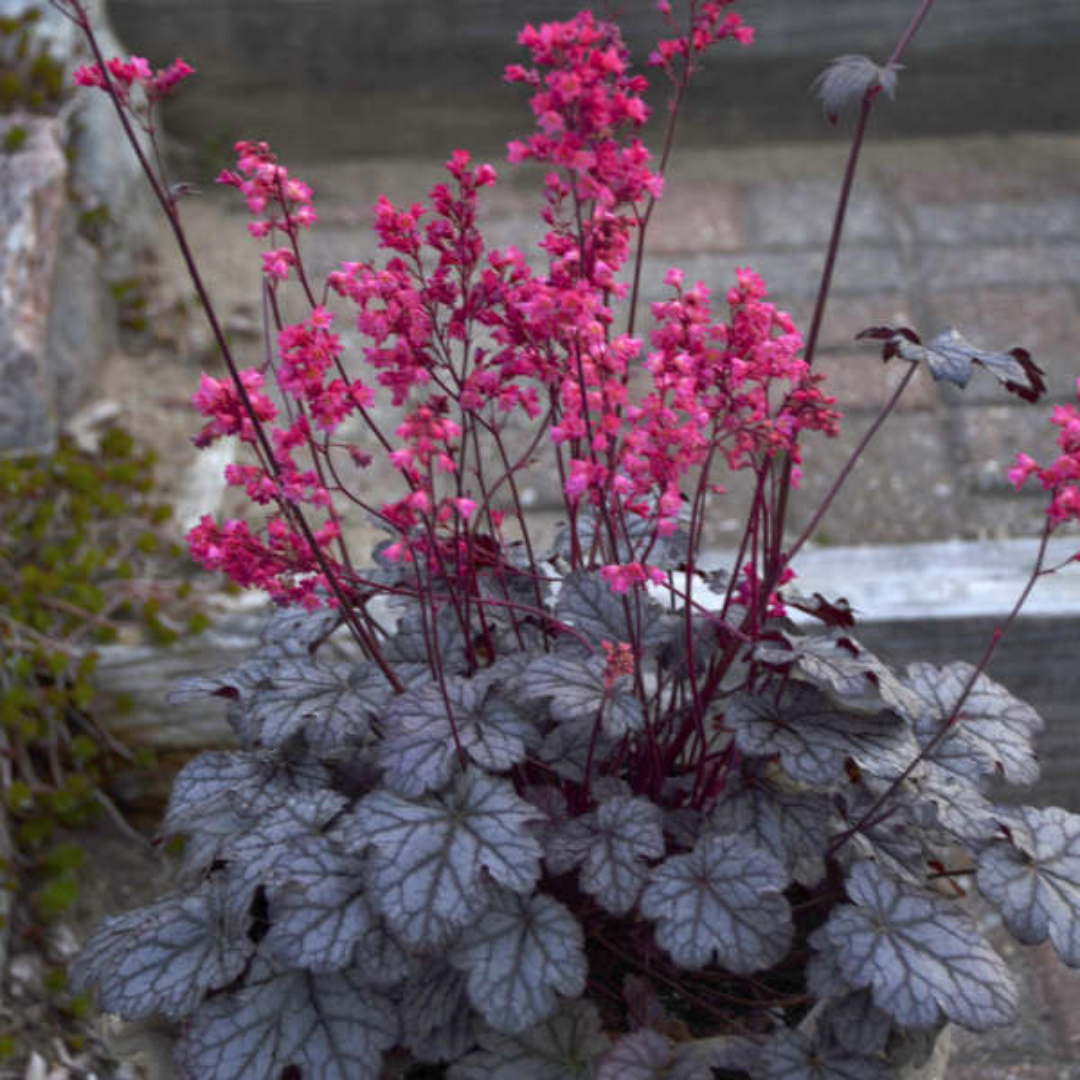Heuchera &