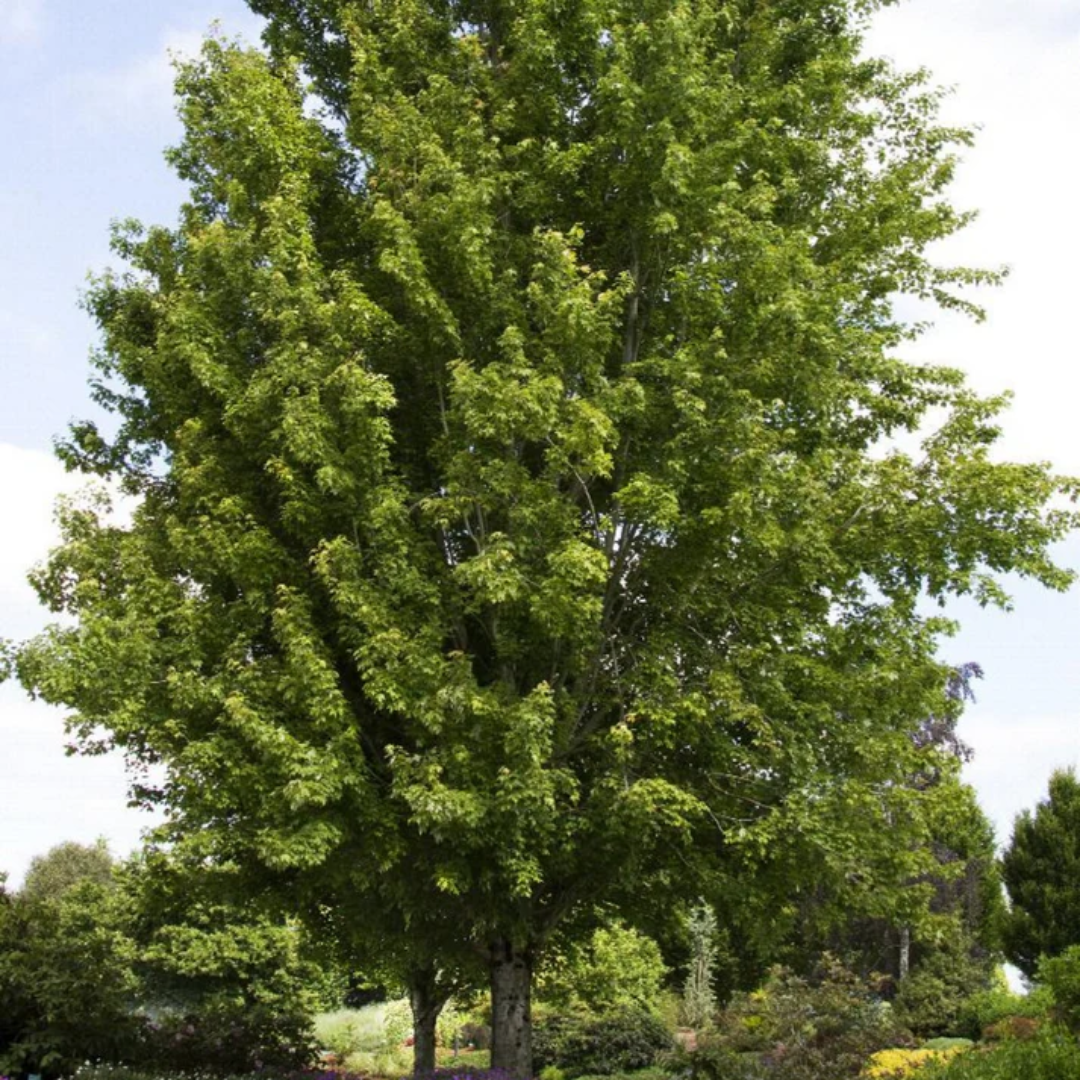 Acer Rubrum &