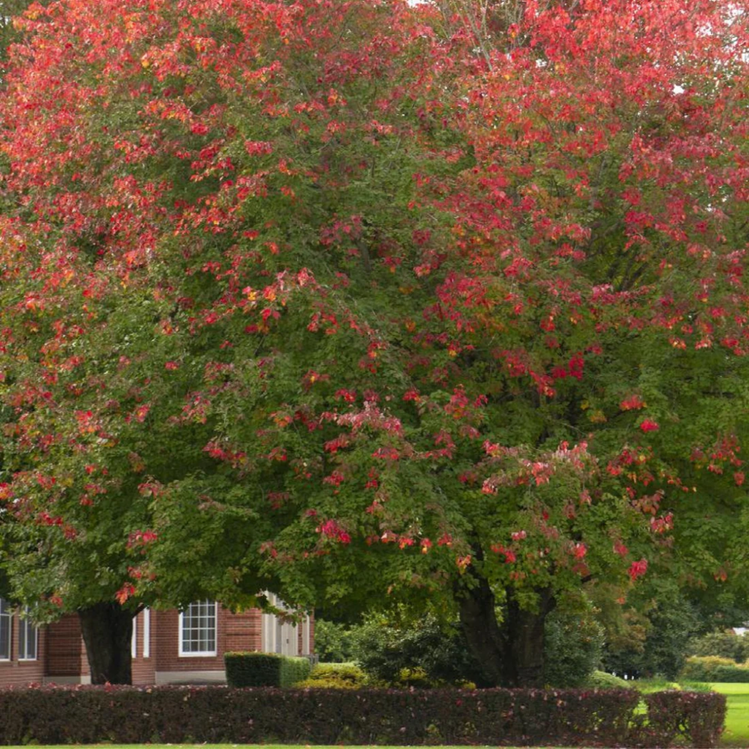 Acer Rubrum &