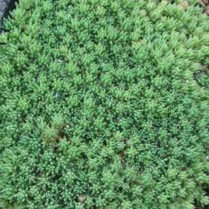 Sedum hispanicum var. &