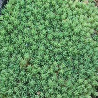 Sedum hispanicum var. 'Minus' Tiny Buttons Stonecrop - [EG]