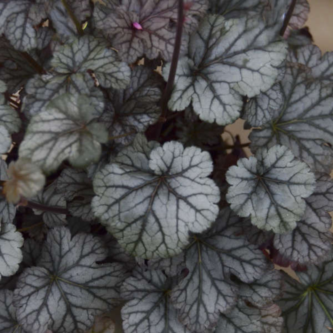 Heuchera &