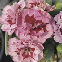 Dianthus Oscar® 'Purple Star' - [EG]