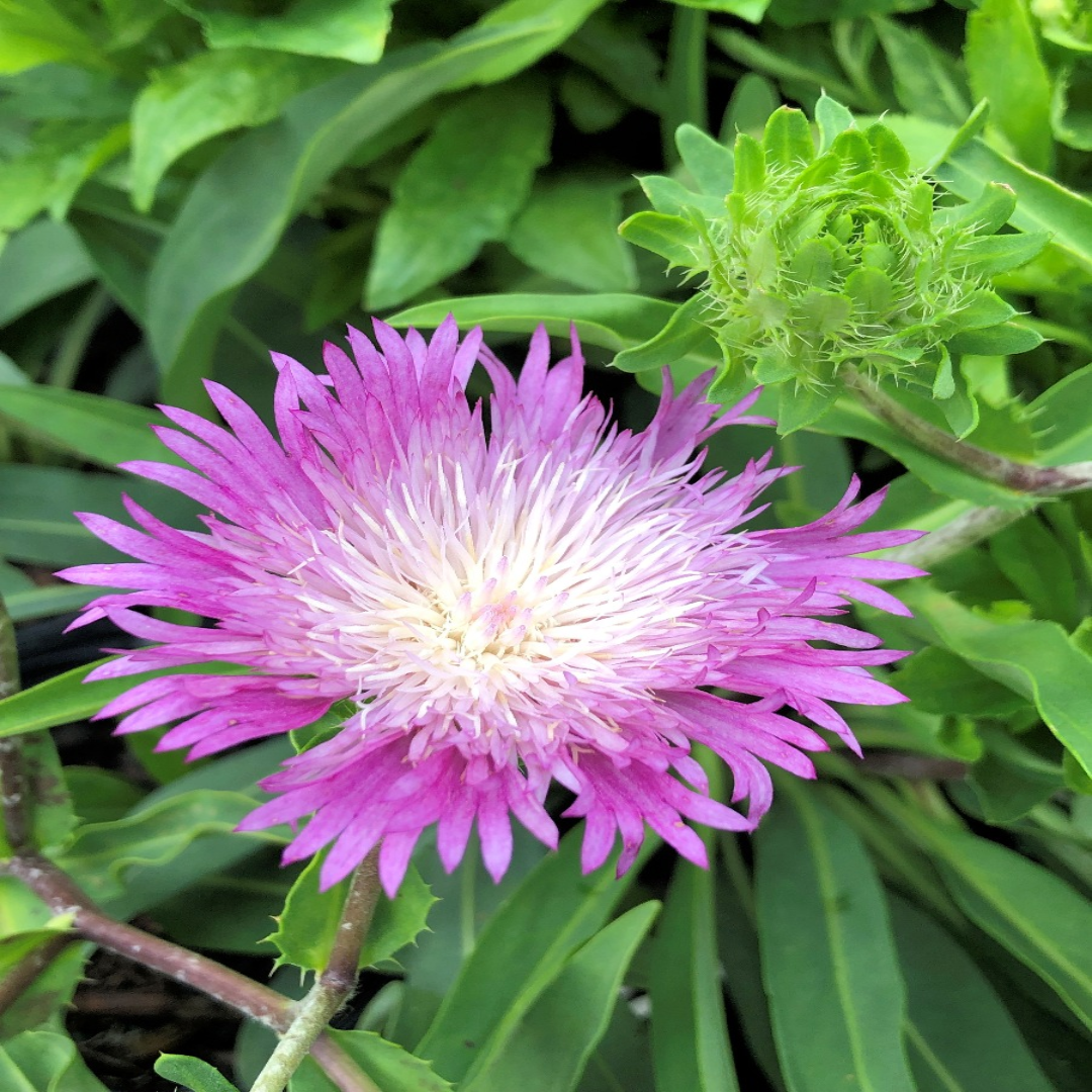 Stokesia laevis &
