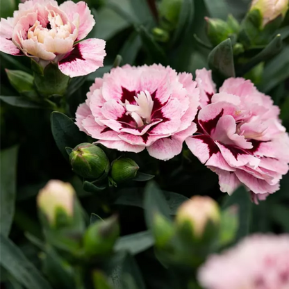 Dianthus Oscar® &