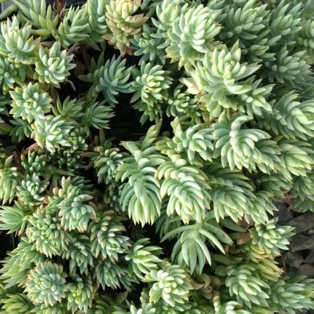 Sedum hispanicum var. &