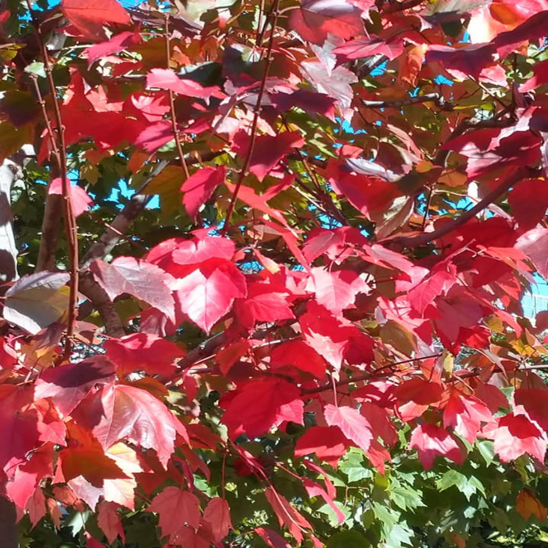 Acer Rubrum &