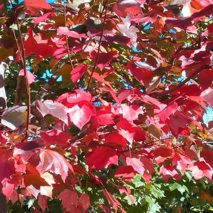Acer Rubrum &
