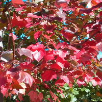 Acer Rubrum 'Franksred' Red Sunset