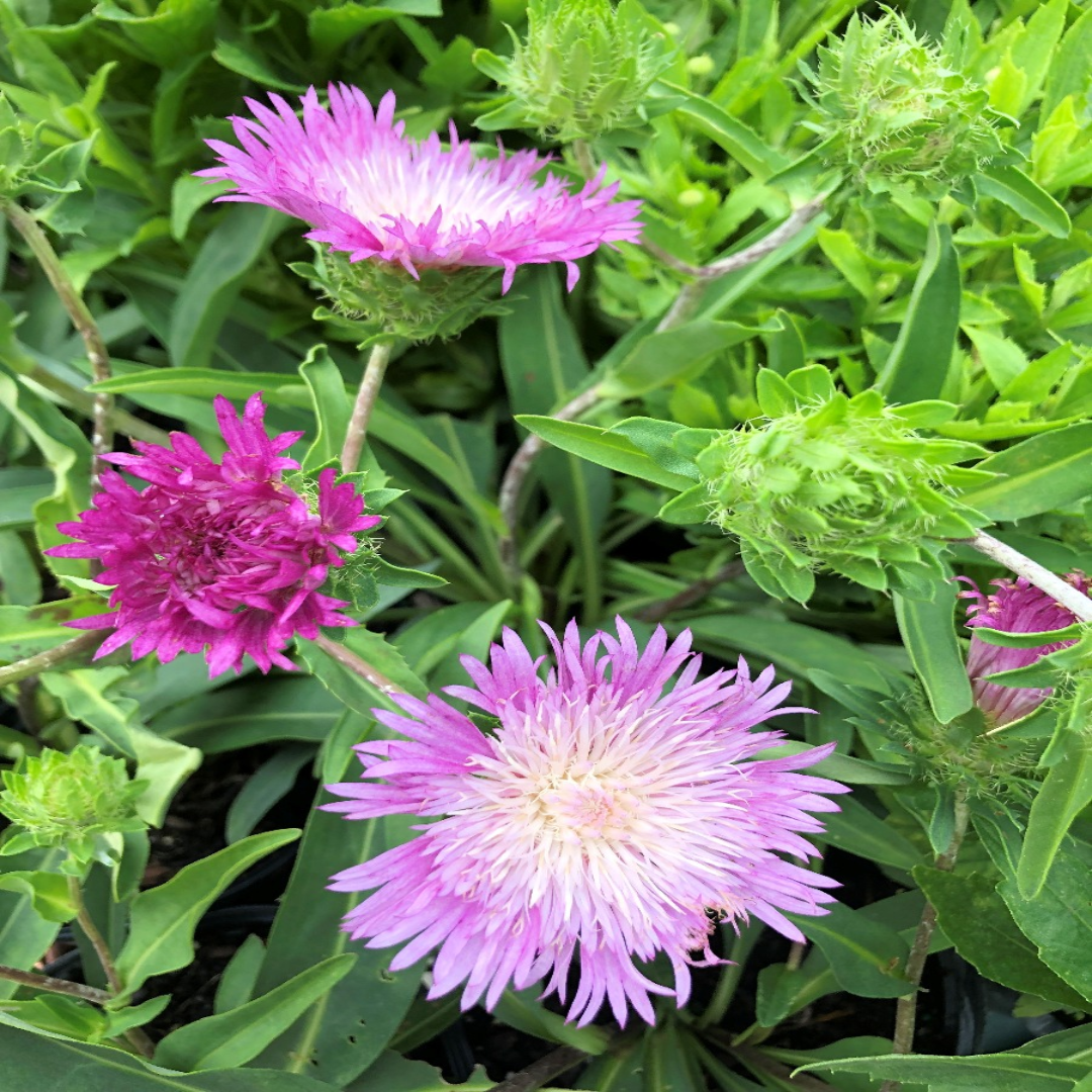 Stokesia laevis &