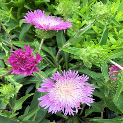 Stokesia laevis &