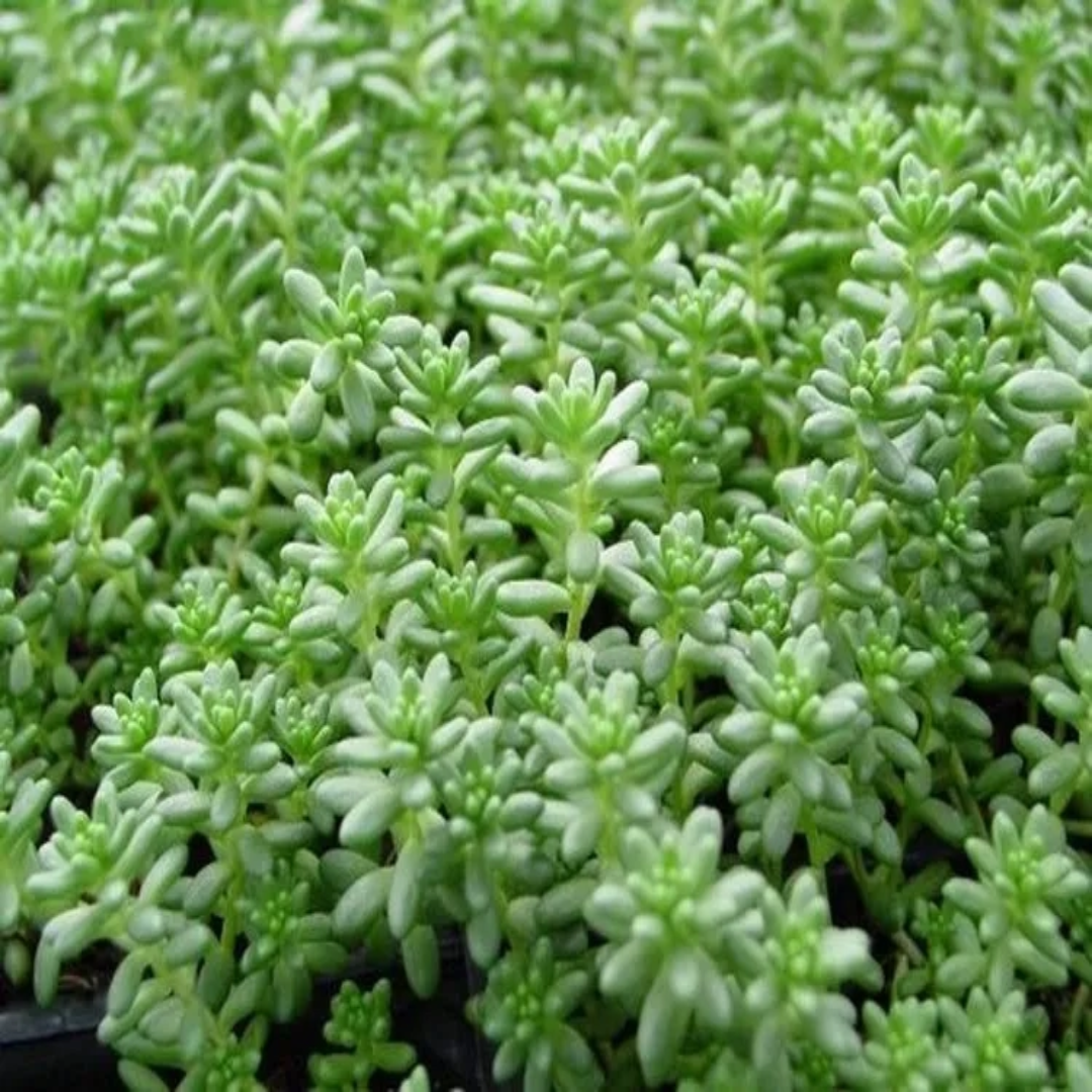 Sedum hispanicum var. &