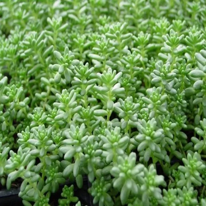 Sedum hispanicum var. &