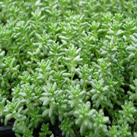 Sedum hispanicum var. 'Minus' Tiny Buttons Stonecrop - [EG]