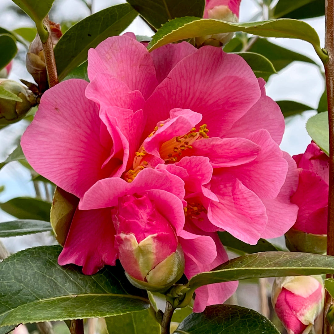 Arctic Dawn Camellia