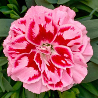 Dianthus Oscar® 'Purple Star' - [EG]