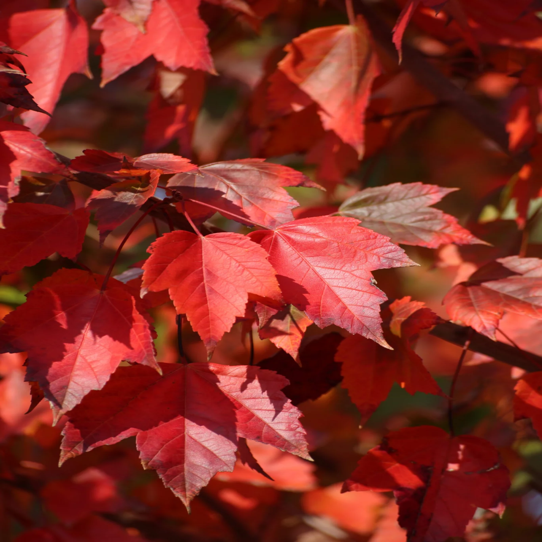 Acer Rubrum &