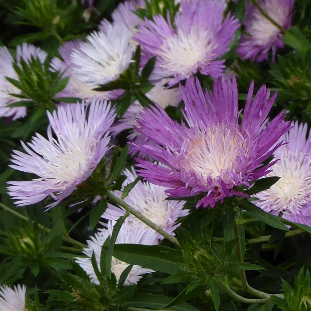 Stokesia laevis &