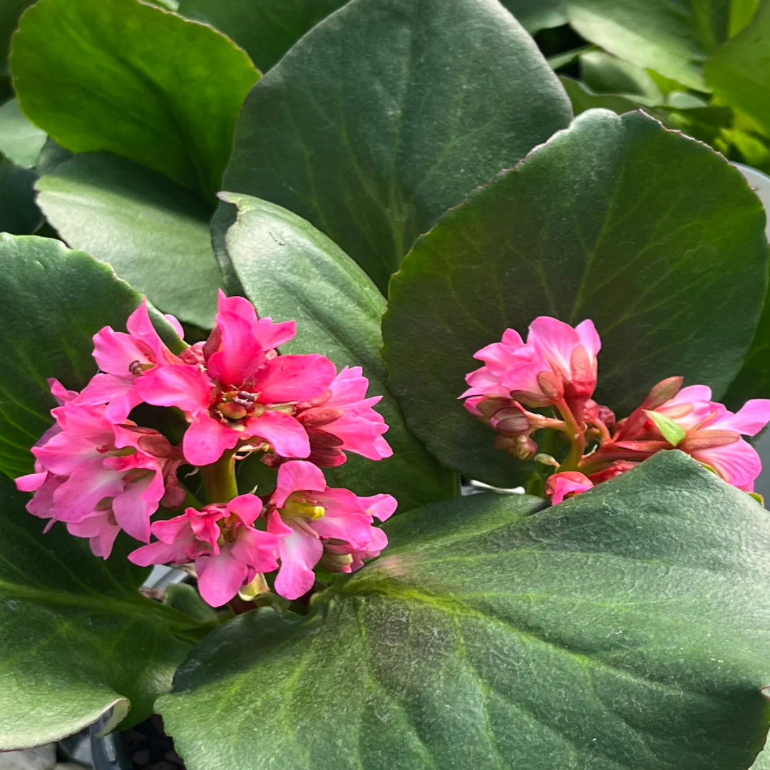 Bergenia &