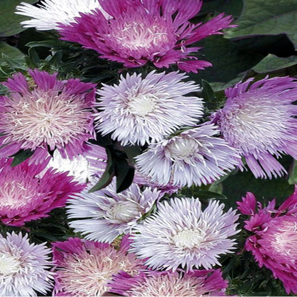 Stokesia laevis &