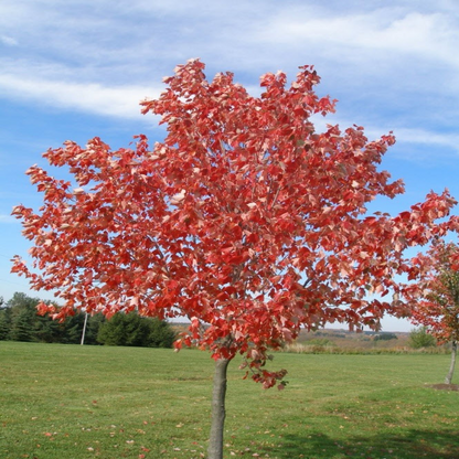 Acer Rubrum &