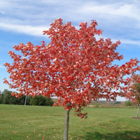 Acer Rubrum 'Franksred' Red Sunset