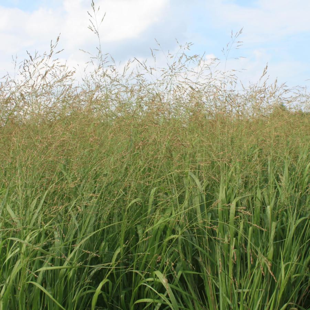 Switch Grass Panicum Virgatum