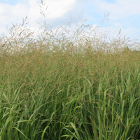 Switch Grass Panicum Virgatum