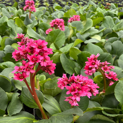 Bergenia &