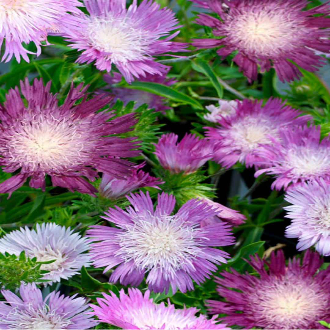 Stokesia laevis &