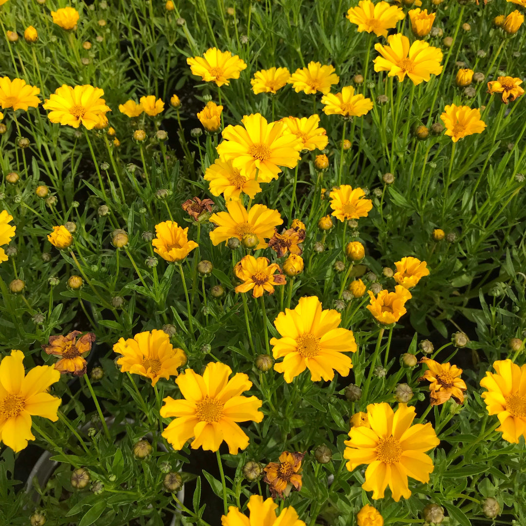 Coreopsis Li&