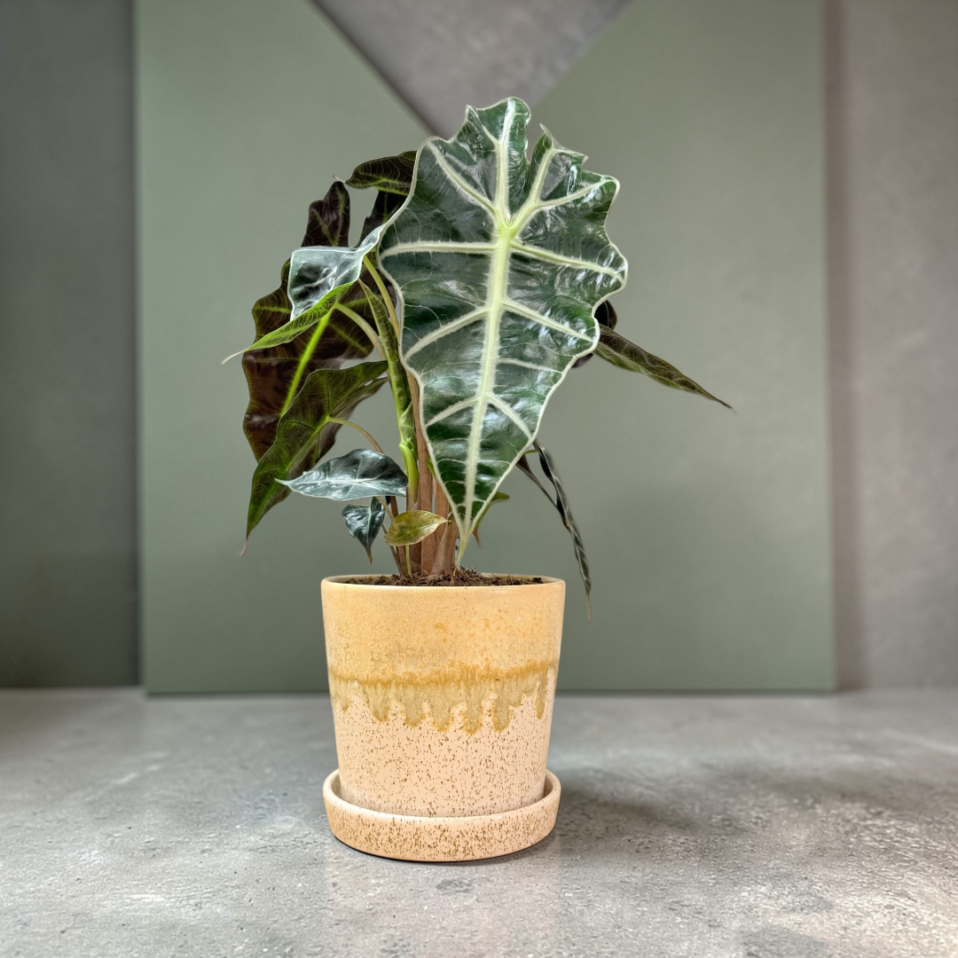 Alocasia Polly Tropical Live House Plant In Ceramic Planter