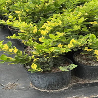 Goldtip Ligustrum