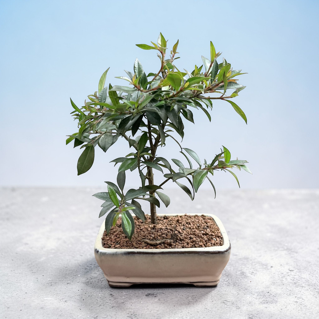 Live Brush Cherry Bonsai