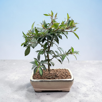 Live Brush Cherry Bonsai