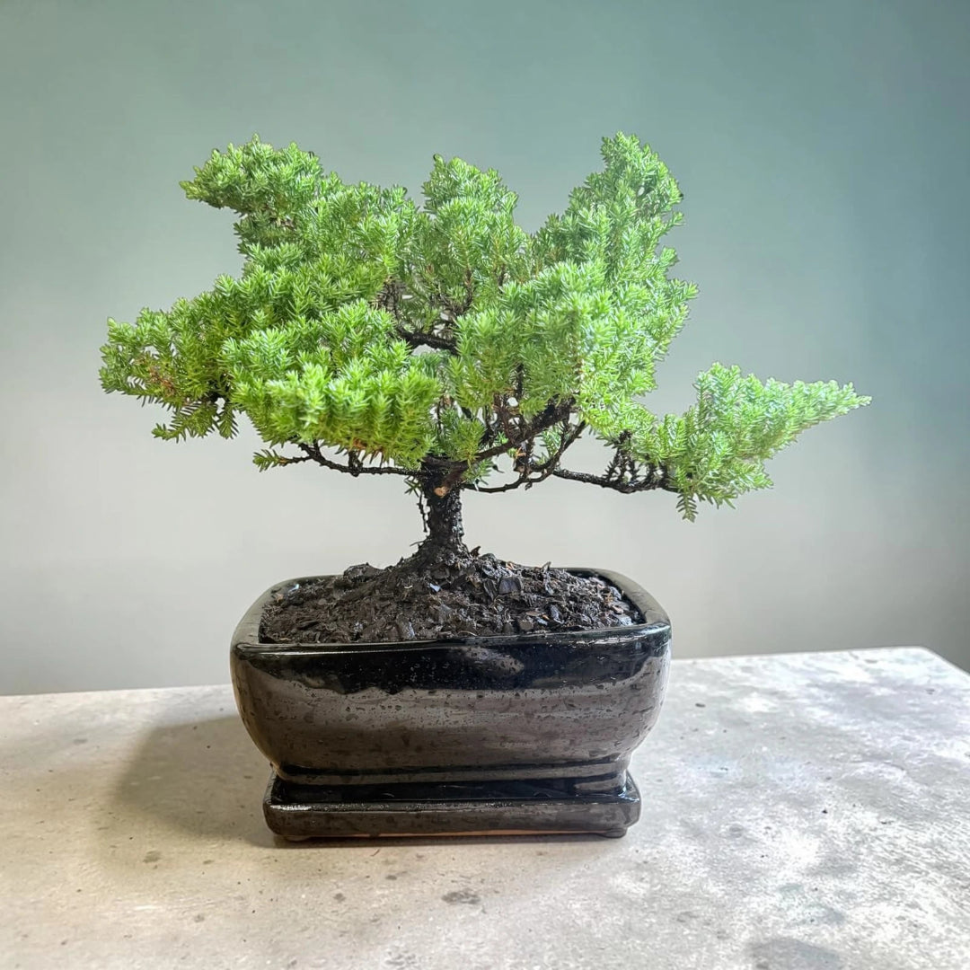 Juniper Bonsai