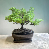 Juniper Bonsai