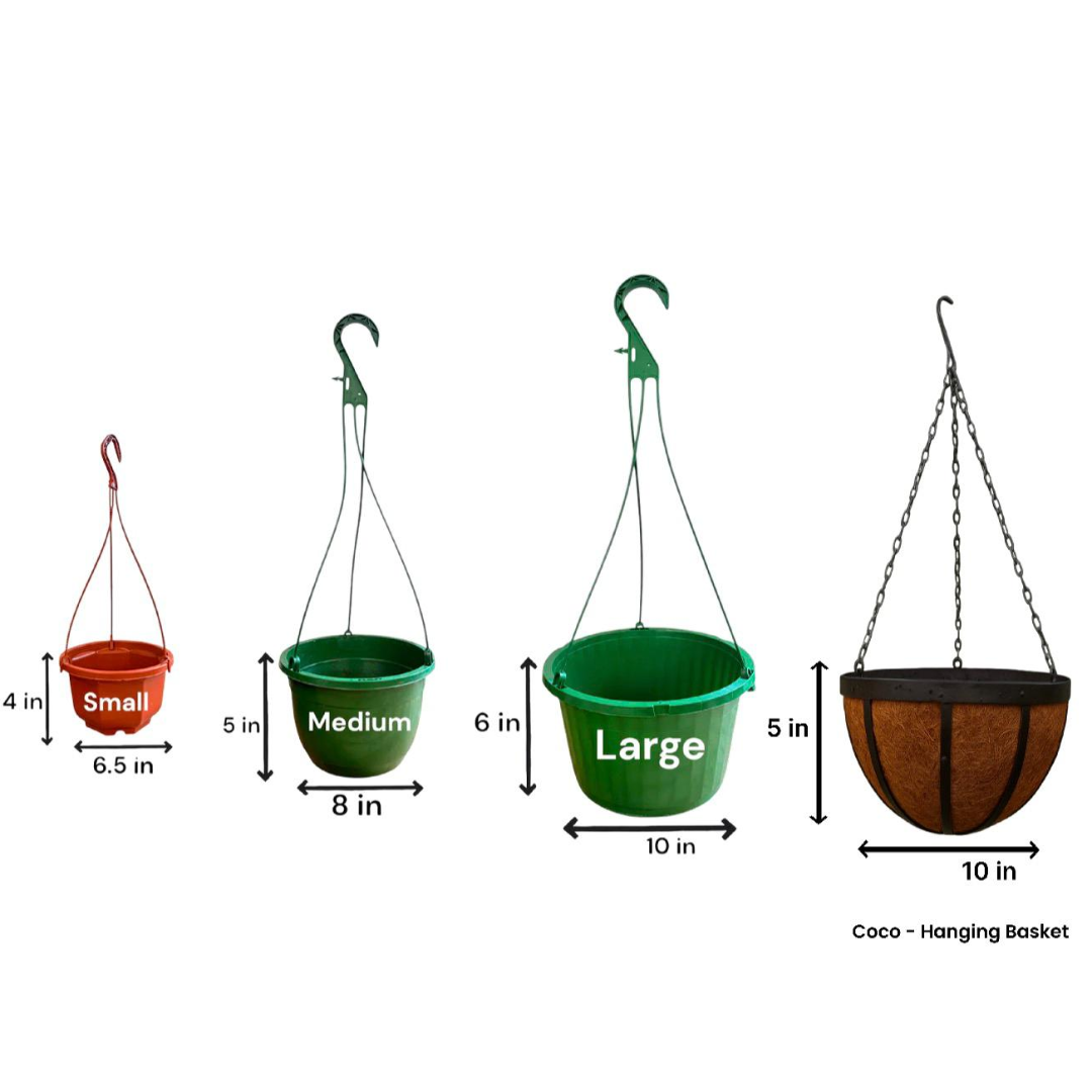 Golden Pothos Hanging Baskets