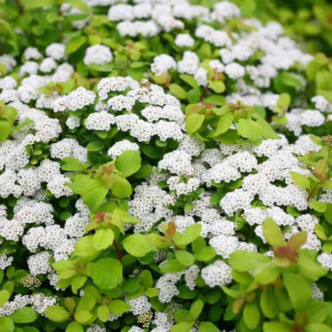 Lemon Lime Spirea
