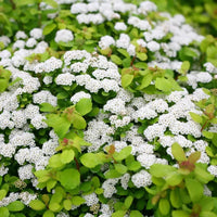 Lemon Lime Spirea
